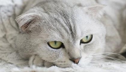 米兰milan|冰雪运动赛事v8.6.5